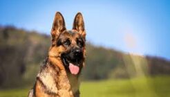 Was sind die Merkmale des Deutschen Schäferhundes? Wie sollte Bildungspflege sein?