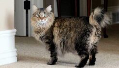 Amerikanische Bobtail Cat Charaktere und Eigenschaften