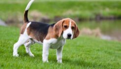 American Foxhound Care