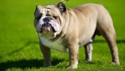 Über Bulldogge