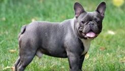 Merkmale und Pflege der Bulldoggenrasse