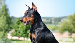 Dobermann