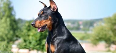 Dobermann
