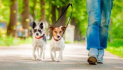 Hundehalsbänder Typen