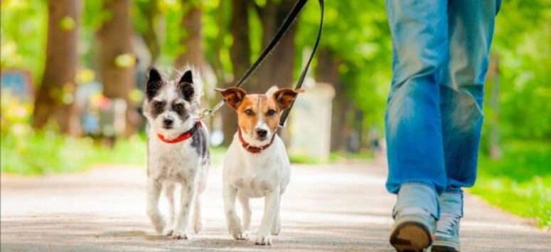 Hundehalsbänder Typen