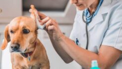 Augen- und Ohrenreinigung bei Hunden