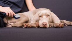 Haarpflege für Hunde