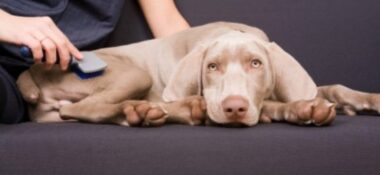 Haarpflege für Hunde